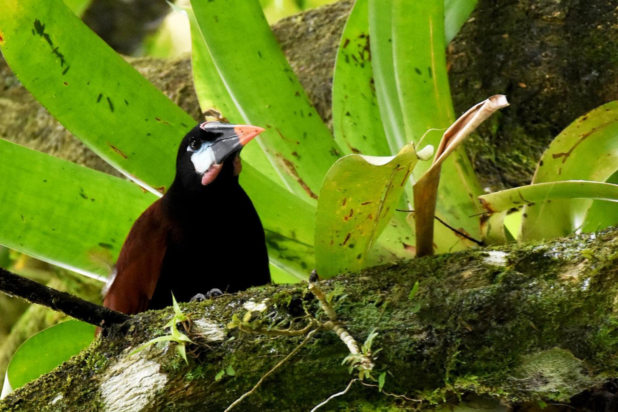 Hotel Arenal Country Inn La Fortuna المظهر الخارجي الصورة